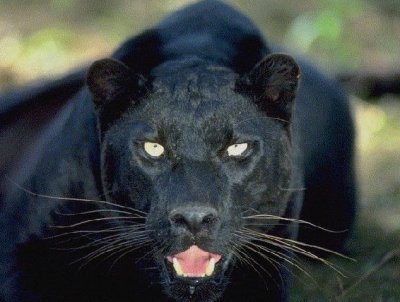 Black Panthers in Louisiana?